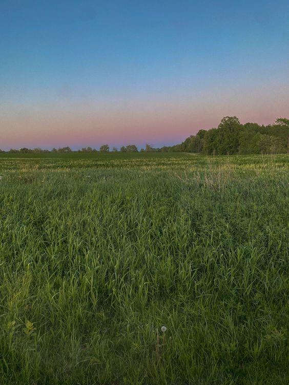 Listing Photo MLS #HMS2542941