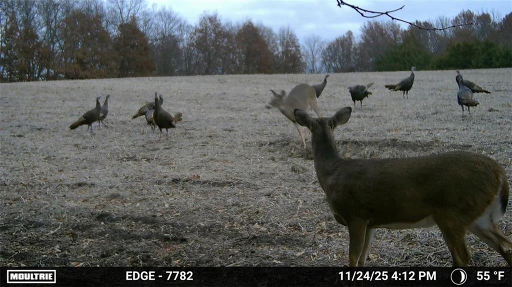 Listing Photo MLS #HMS2570349