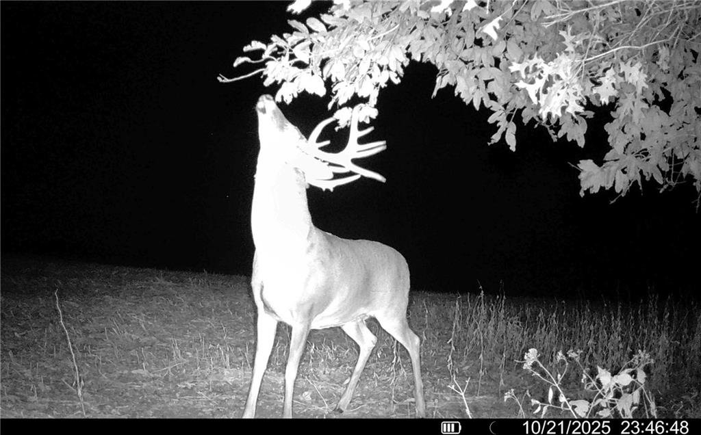 Listing Photo MLS #HMS2578078