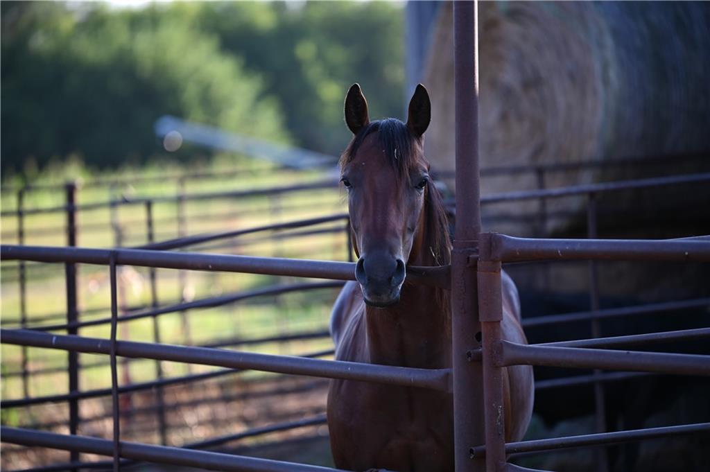 Listing Photo MLS #HMS2588822