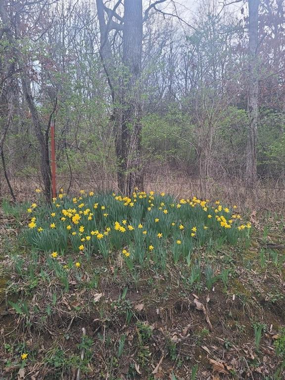 Listing Photo MLS #HMS2593177